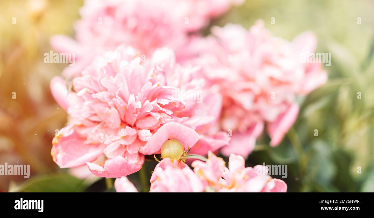 Sfondo floreale da un cespuglio di peonie viola Foto Stock