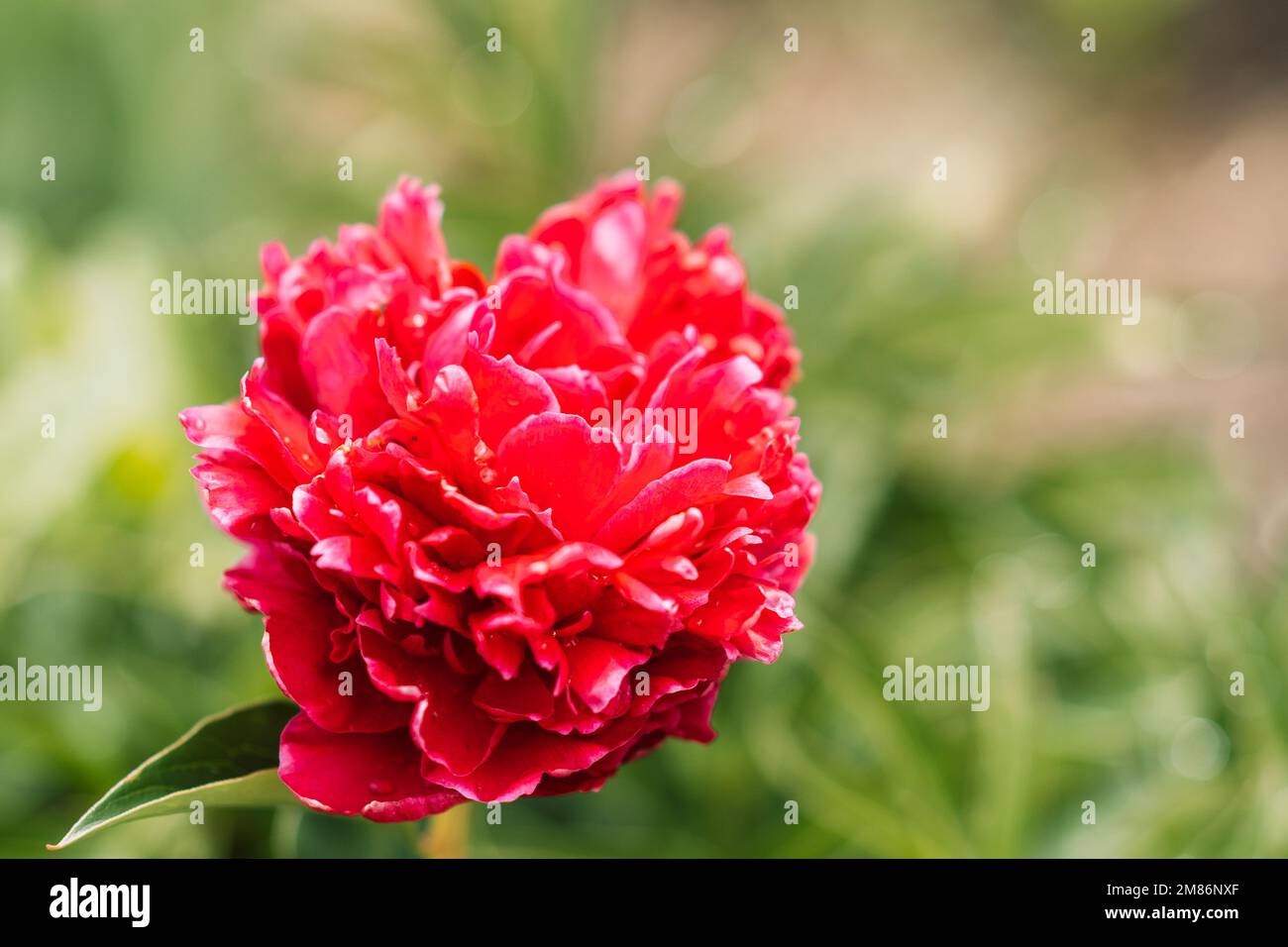 Sfondo del closeup di peonia rossa Foto Stock