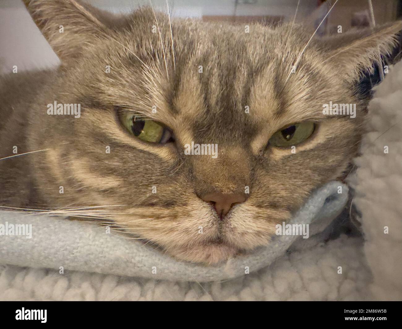 Un bel gatto Shorthair britannico, dolce e sonnolento, poggiato su coperte Foto Stock