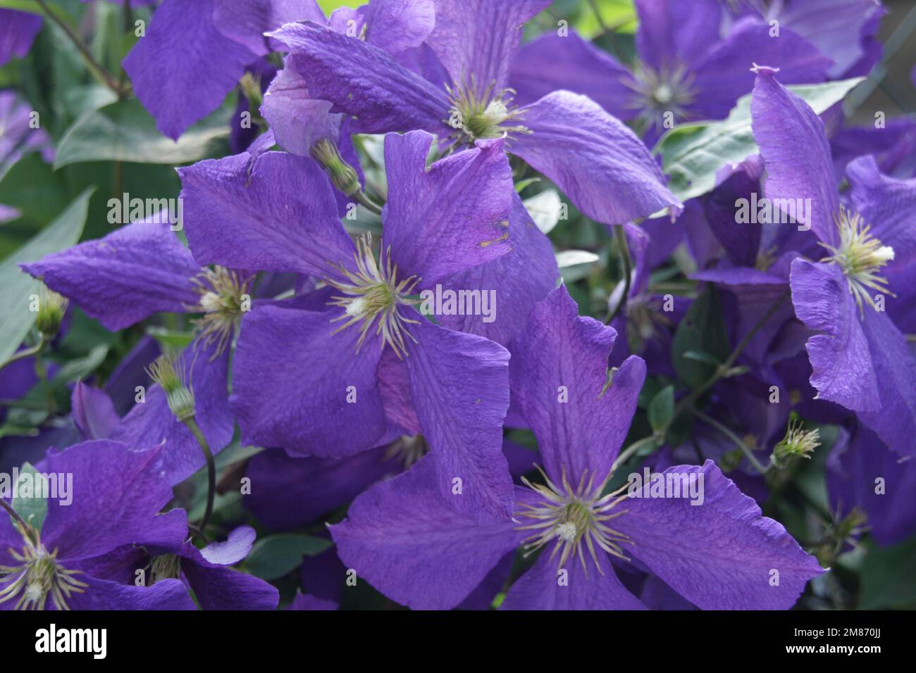 Blaue Blumen Foto Stock