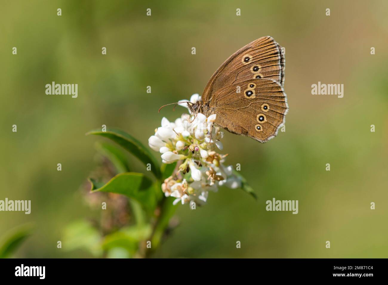 Anello (Apahantopus hyperantus) che foraggia il fiore del Privet europeo (Ligustrum vulgare) nelle dune Foto Stock
