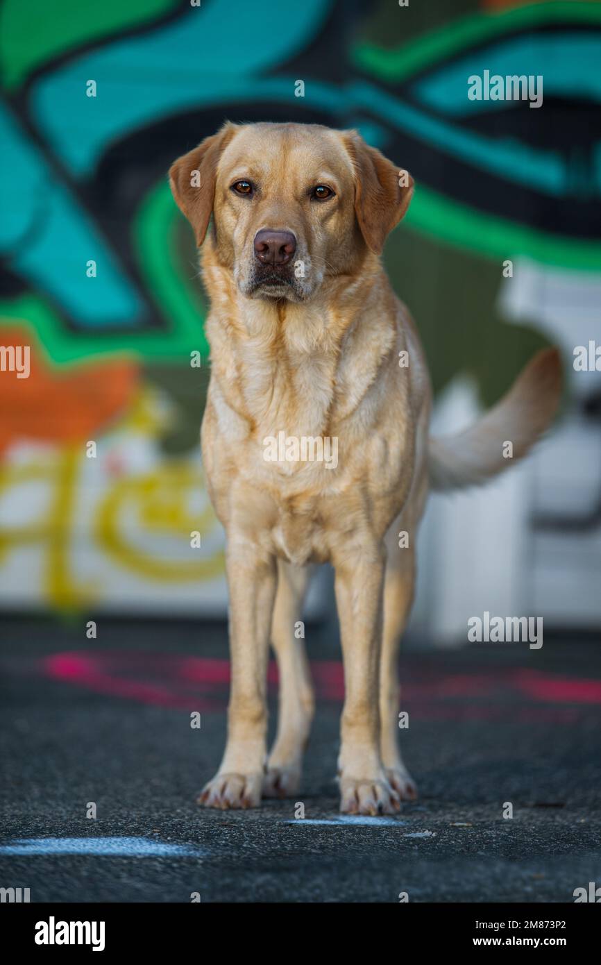 labrador Retriever cane adulto con graffiti sullo sfondo guardando la fotocamera Foto Stock