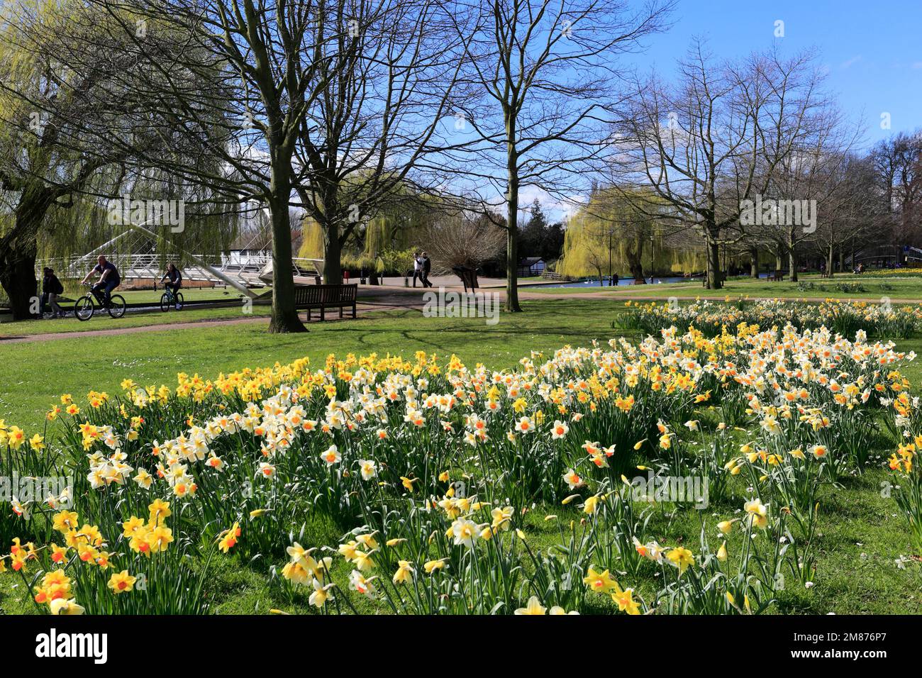 Fiori di Primavera, il Fiume Great Ouse terrapieno di notte, Bedford città; Bedfordshire County, England, Regno Unito Foto Stock