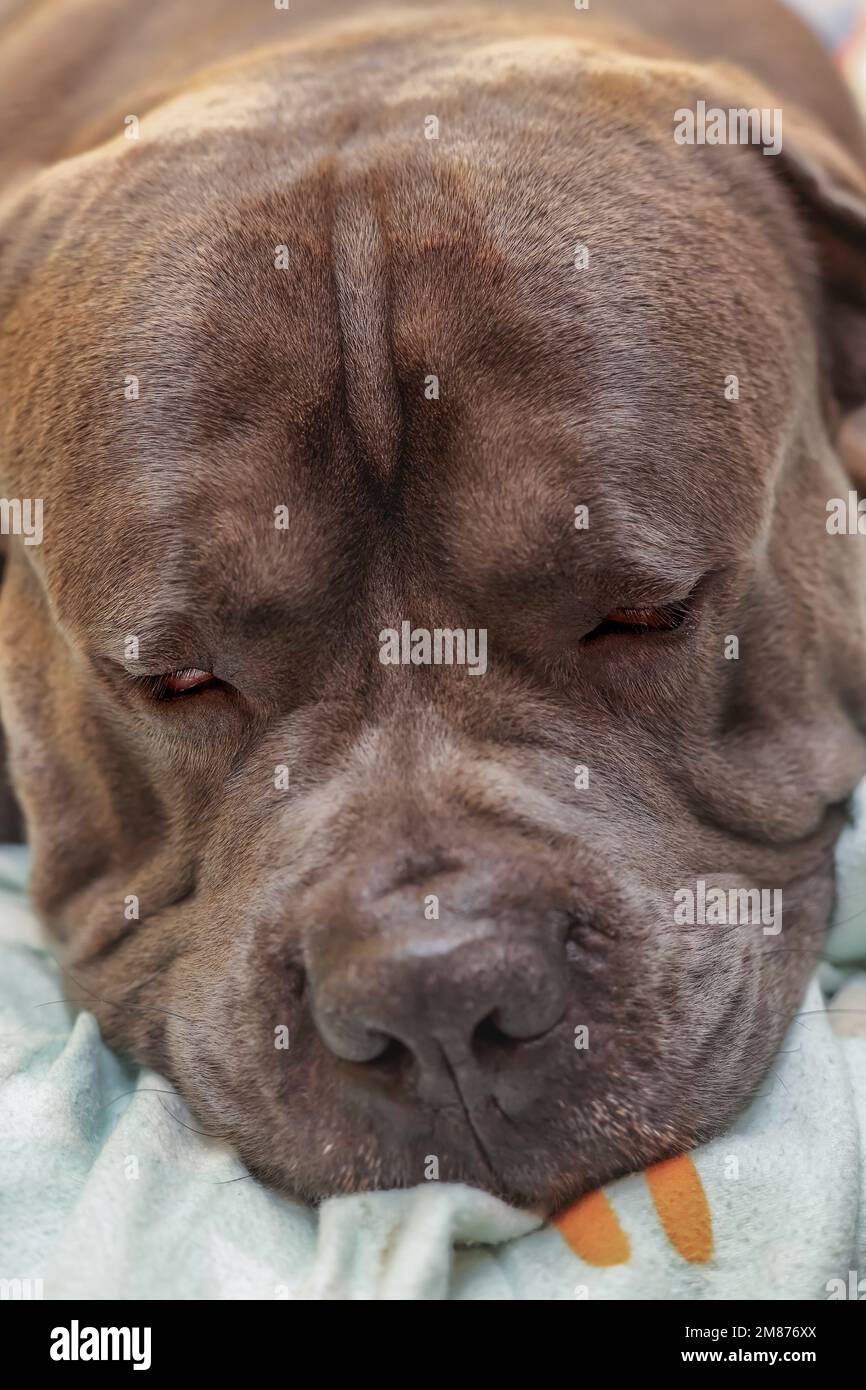 Ritratto di cane cane cane cane cane cane Cane corso grigio addormentato Foto Stock