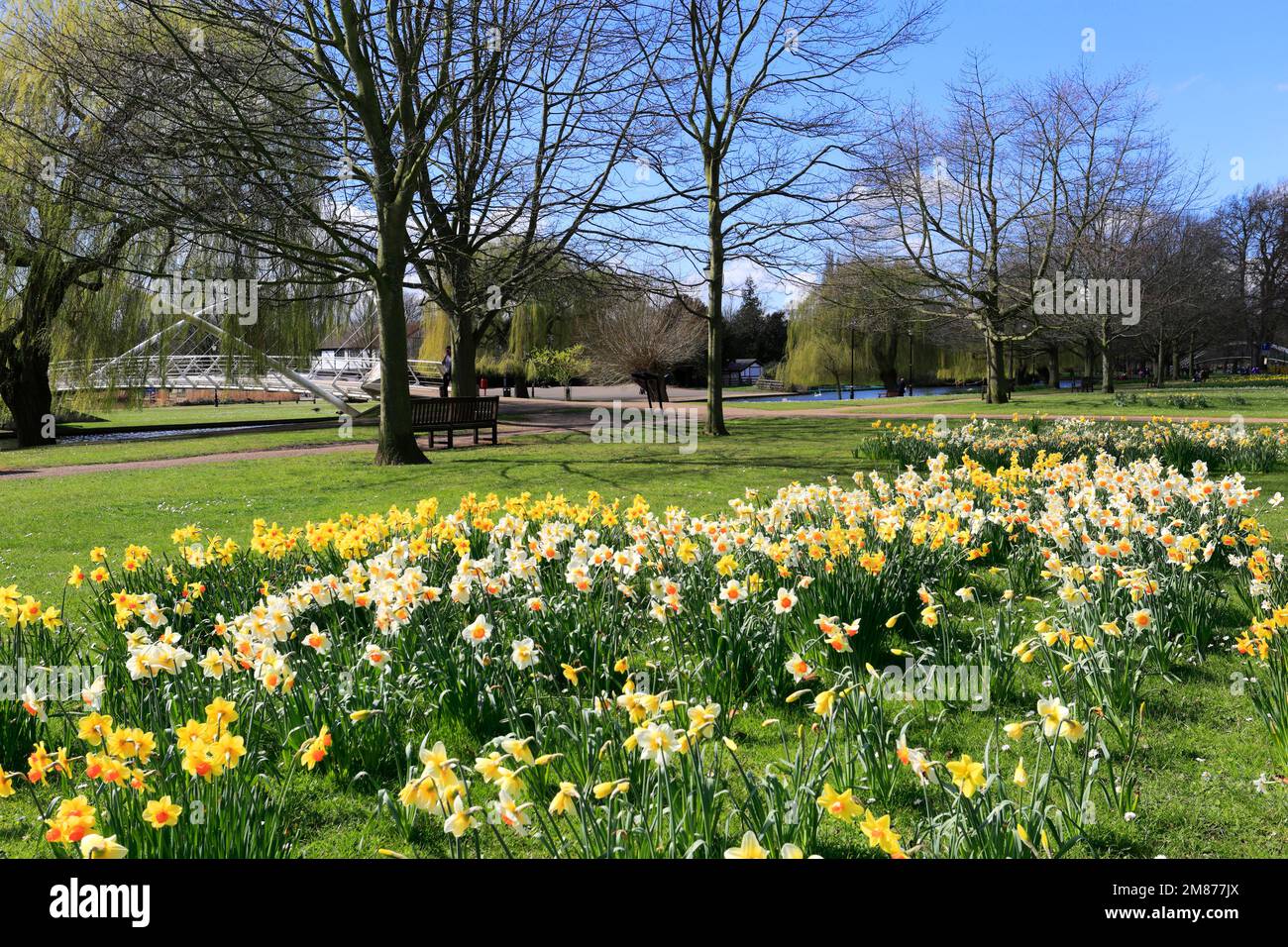 Fiori di Primavera, il Fiume Great Ouse terrapieno di notte, Bedford città; Bedfordshire County, England, Regno Unito Foto Stock