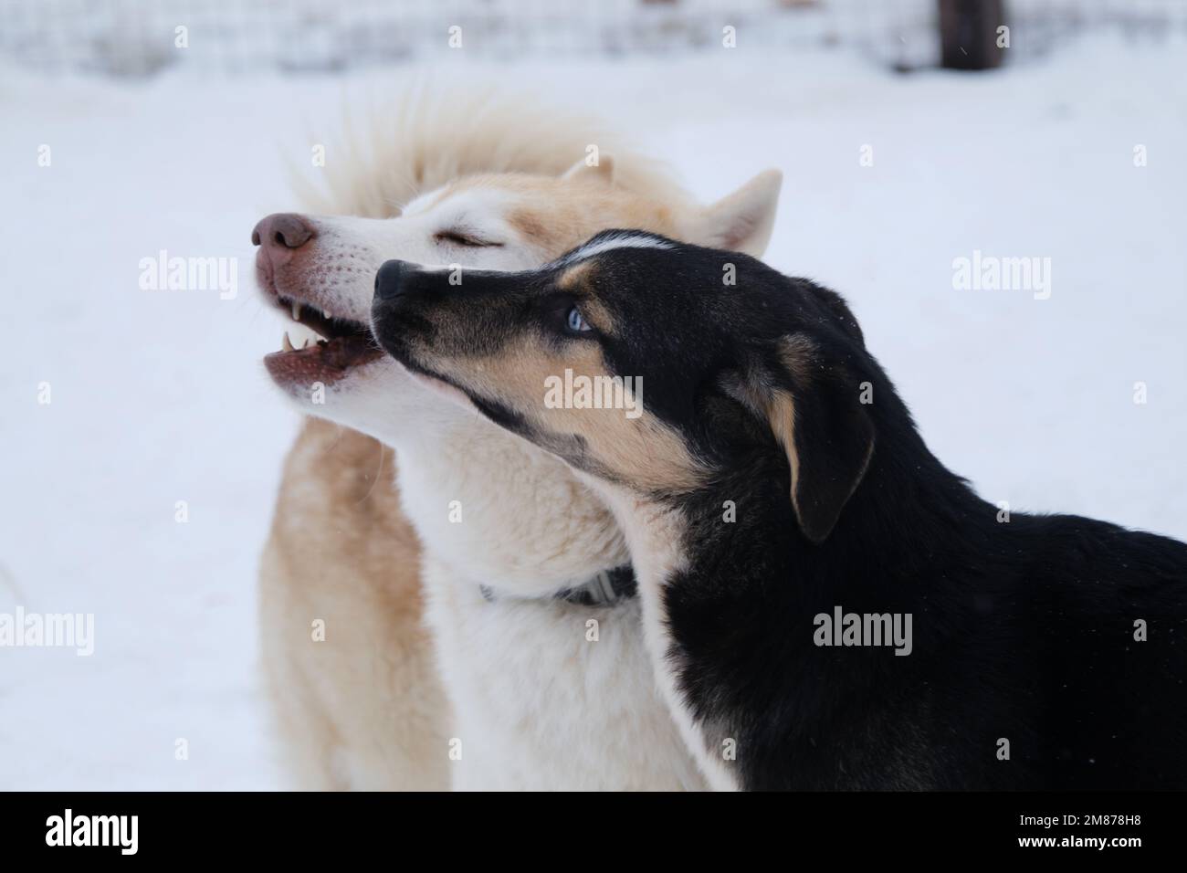 Allevamento di cani da slitta settentrionali. L'usciola siberiana bianca rossa gioca con il cucciolo di usciola dell'Alaska dagli occhi blu nella neve in inverno. Il cane adulto ne porta uno giovane. Foto Stock