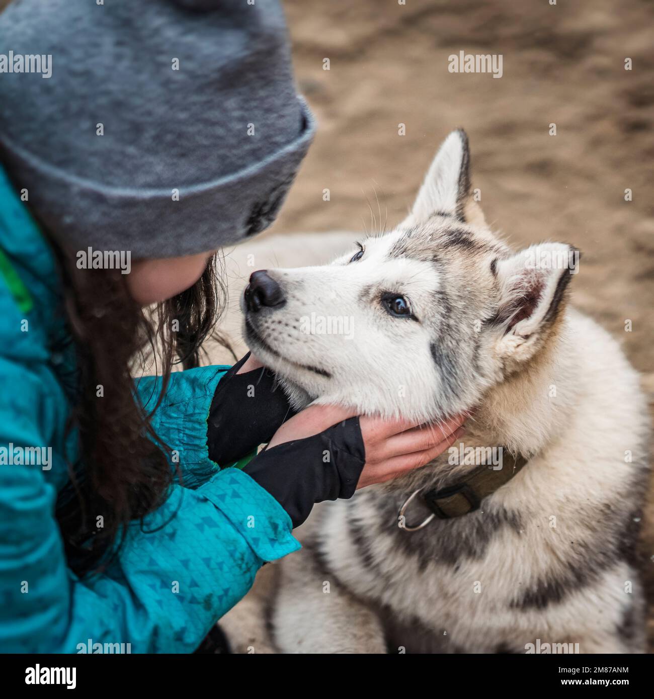 Le mani delle ragazze abbracciano il cane husky, camminano nel giorno freddo di autunno. Fidarsi di muso di cane amato nelle mani del proprietario Foto Stock