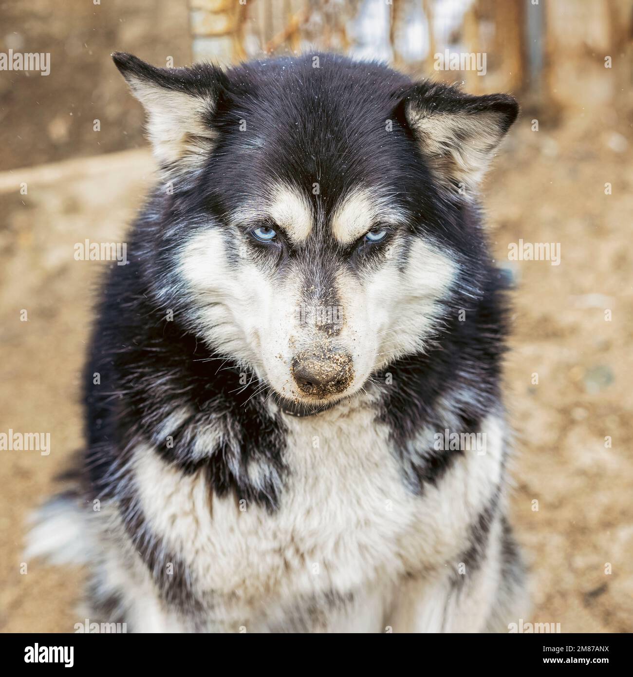 Ritratto di cane divertente con naso sporco e astuto astuto astuto astuzia occhi Foto Stock