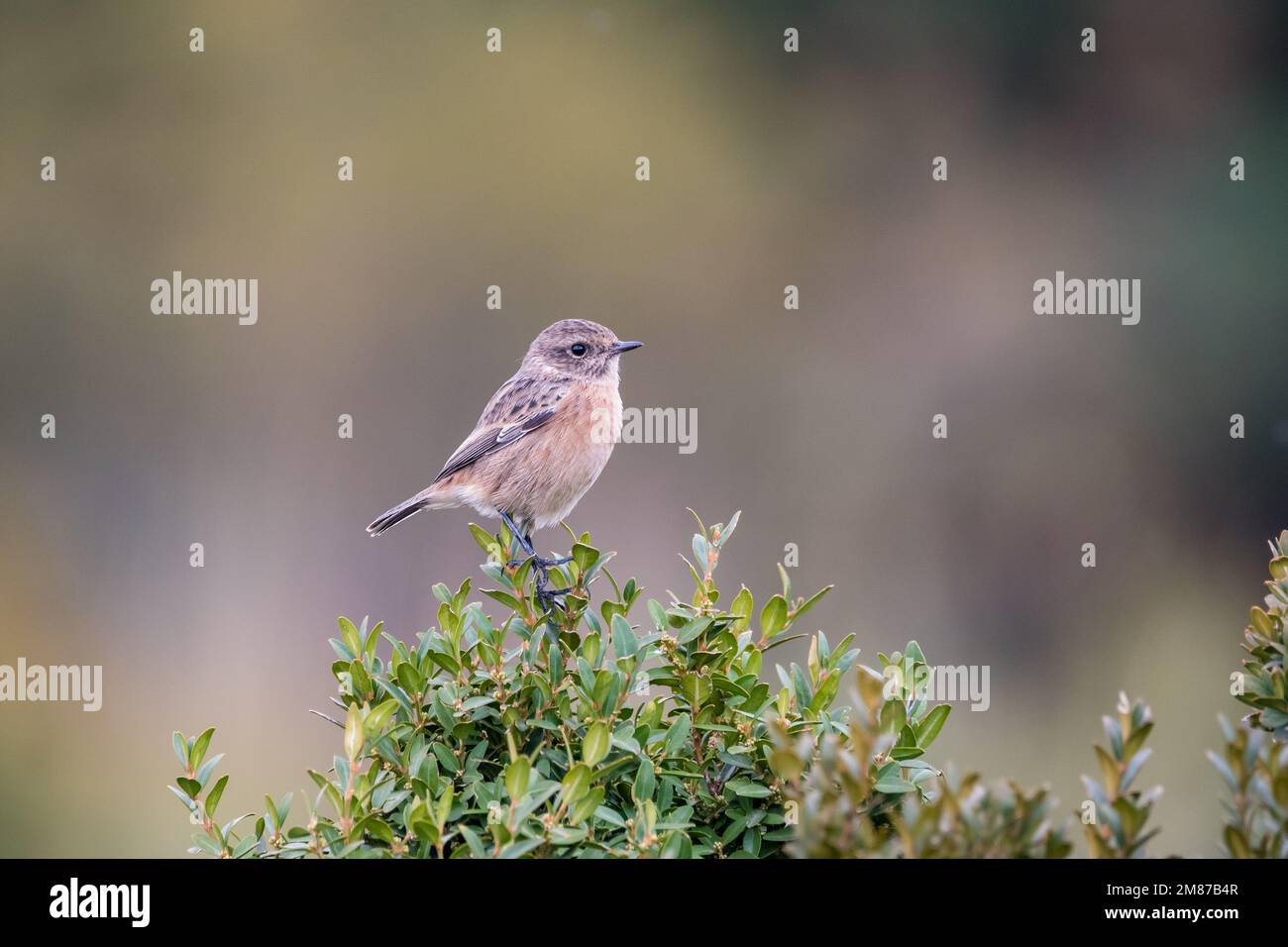 stonechat europeo, Saxicola rubicola, arroccato su un ramo d'albero. Serra del Boumort, Lleida, Catalogna, Spagna Foto Stock