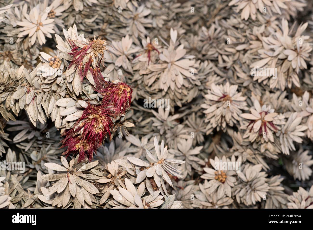 Piante di Bottlebrush morte e morente (Callistemon) dopo esposizione a gelate di ghiaccio freddo in Texas USA. Foto Stock