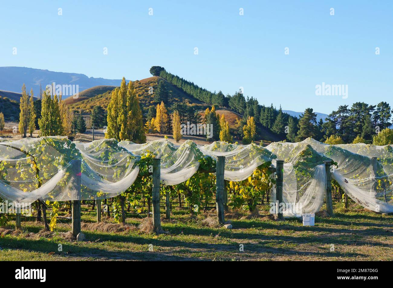 Vigne al gelo in un soleggiato pomeriggio autunnale a Cromwell, Central Otago, Piza sullo sfondo. Foto Stock