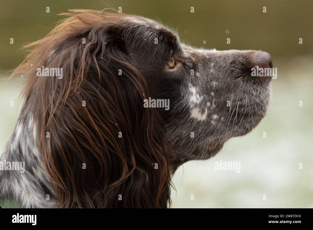 Profilo laterale della testa di spaniel del cocker Foto Stock