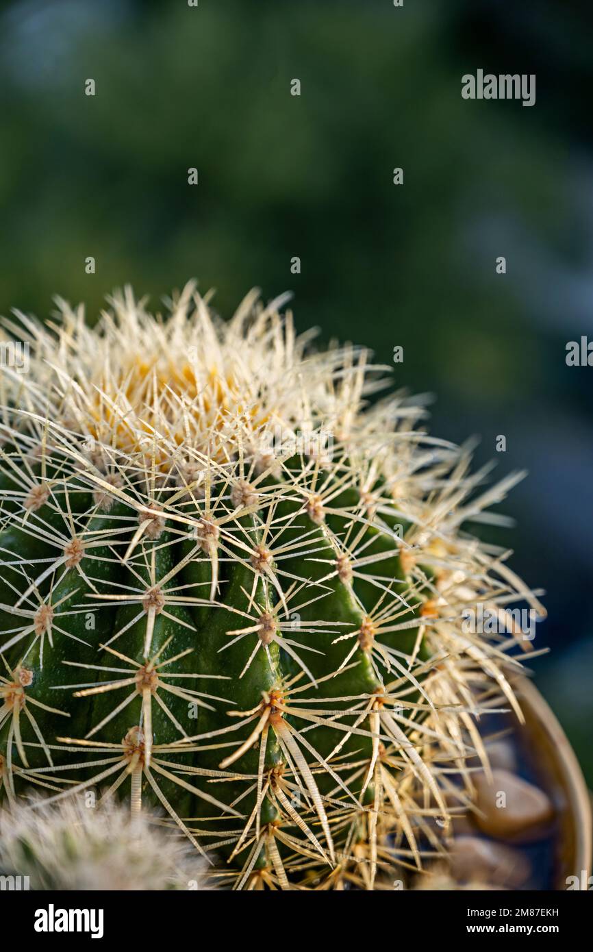 Un cactus del barile pieno di punte gialle affilate lunghe in una pentola con altri cactus Foto Stock