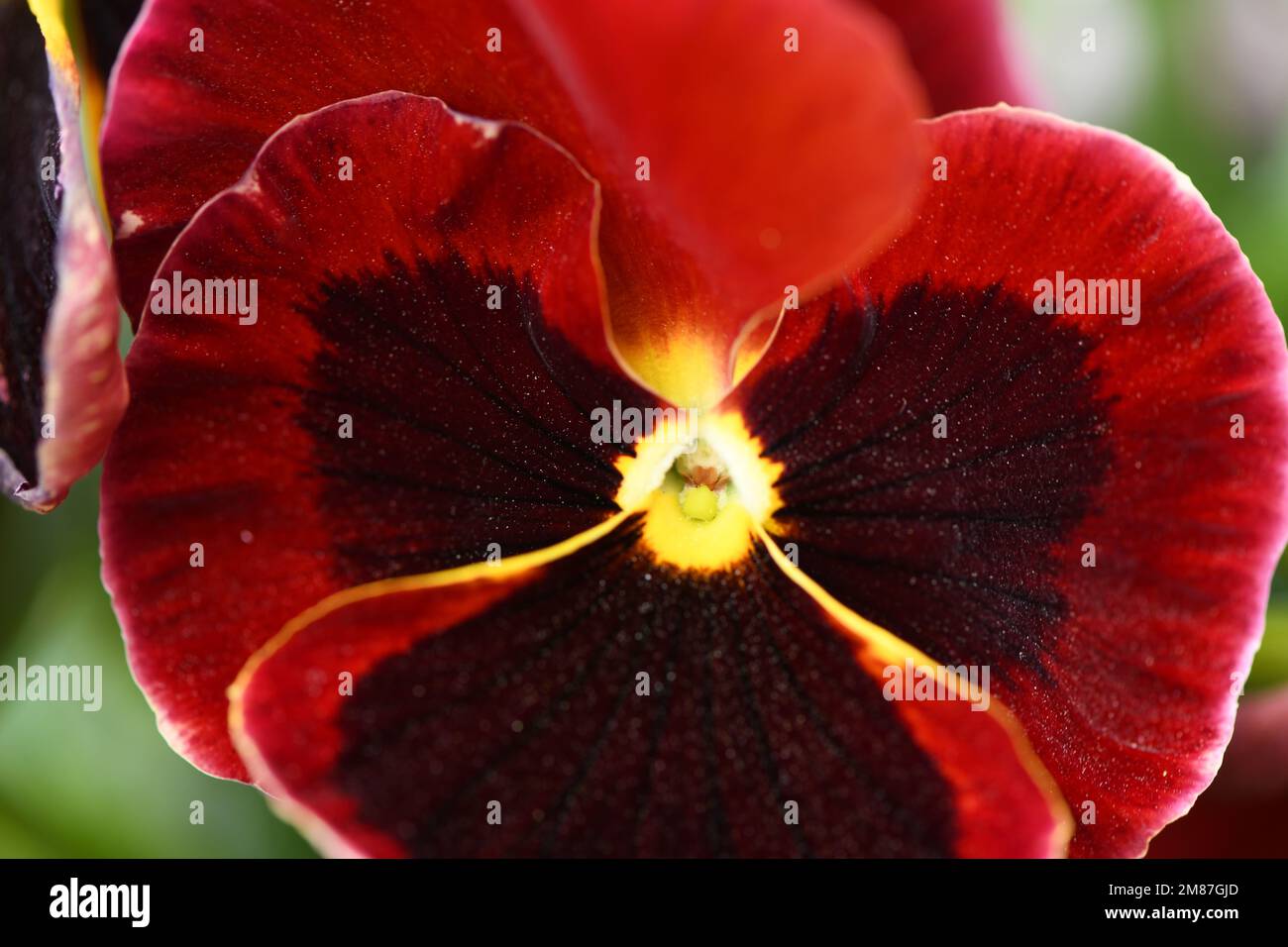 Parete sovrapposta con vecchia trama di vernice blu. Foto ad alta risoluzione. Profondità di campo completa. Altri nomi: pansy, heartsease, heart's ease, heart's delight, t Foto Stock