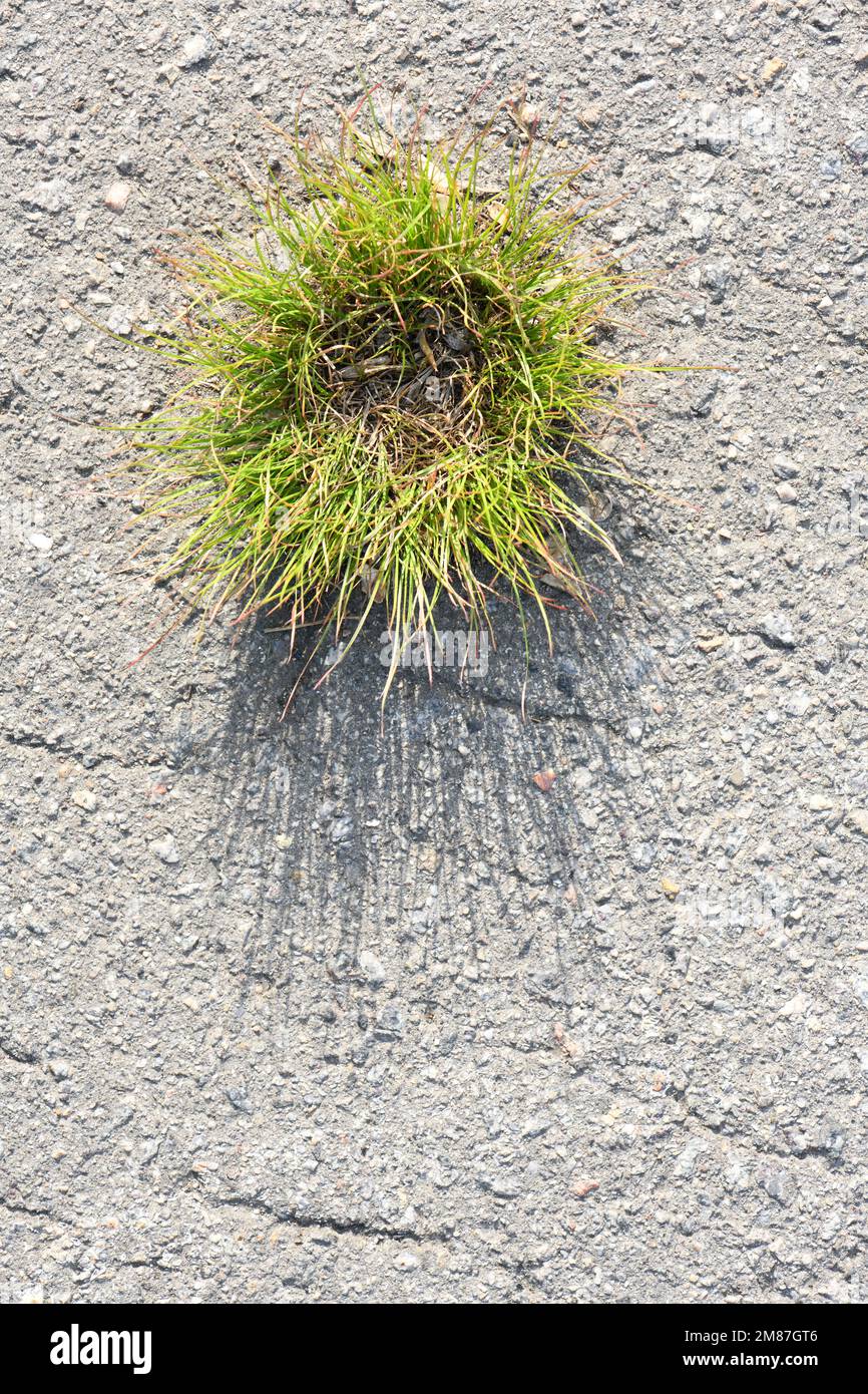 L'erba si rompe attraverso l'asfalto. Foto ad alta risoluzione. Profondità di campo completa. Foto Stock