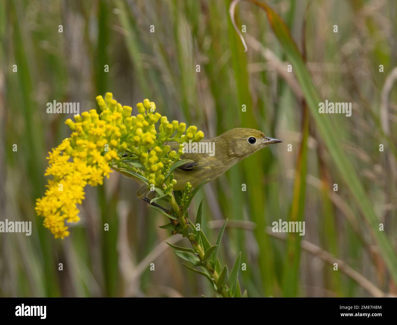 Immaturo Warbler giallo in autunno si nutrono attivamente tra i fiori di canna d'oro Foto Stock