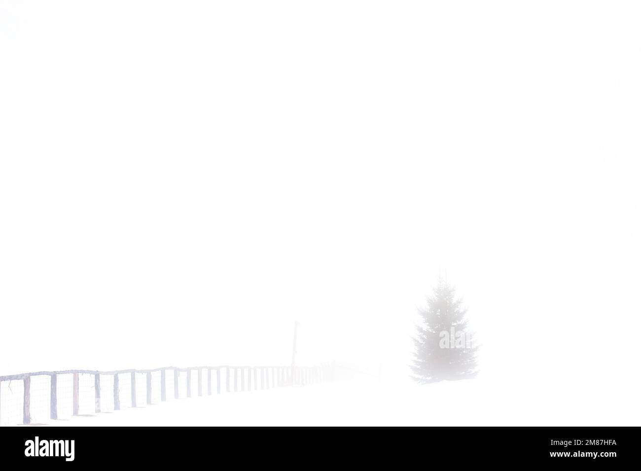 La linea di recinzione scompare nella nebbia fitta. Un albero sempreverde è in gran parte nascosto da una fitta nebbia. Foto Stock