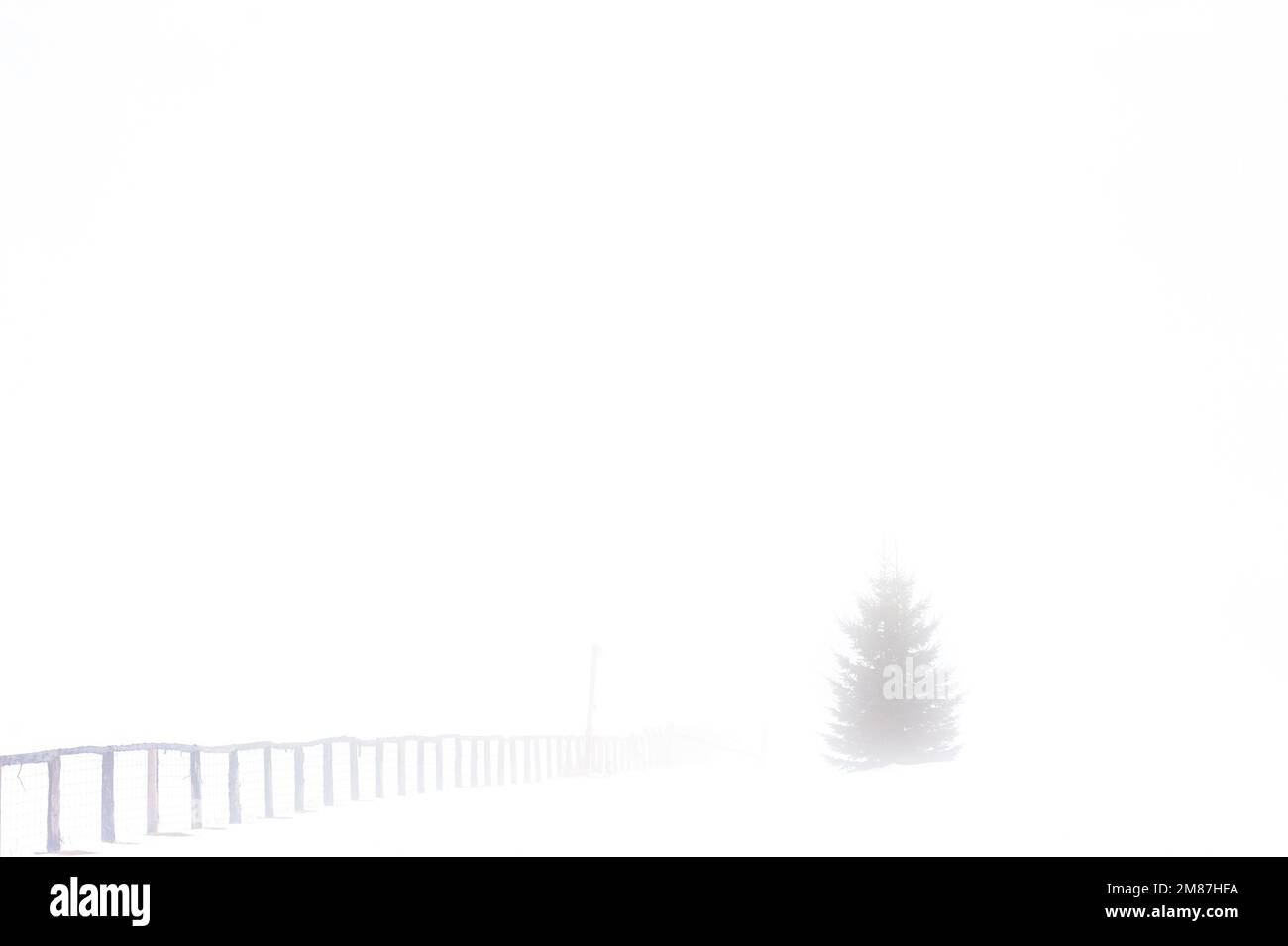 La linea di recinzione scompare nella nebbia fitta. Un albero sempreverde è in gran parte nascosto da una fitta nebbia. Foto Stock La linea di recinzione scompare nella nebbia fitta. Un albero sempreverde è in gran parte nascosto da una fitta nebbia. Foto Stock