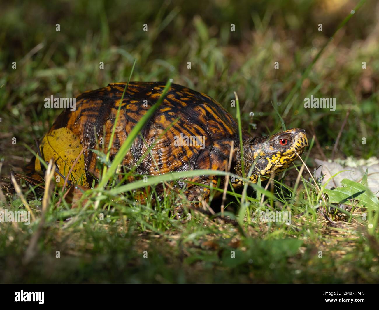 Tartaruga americana tra l'erba Foto Stock