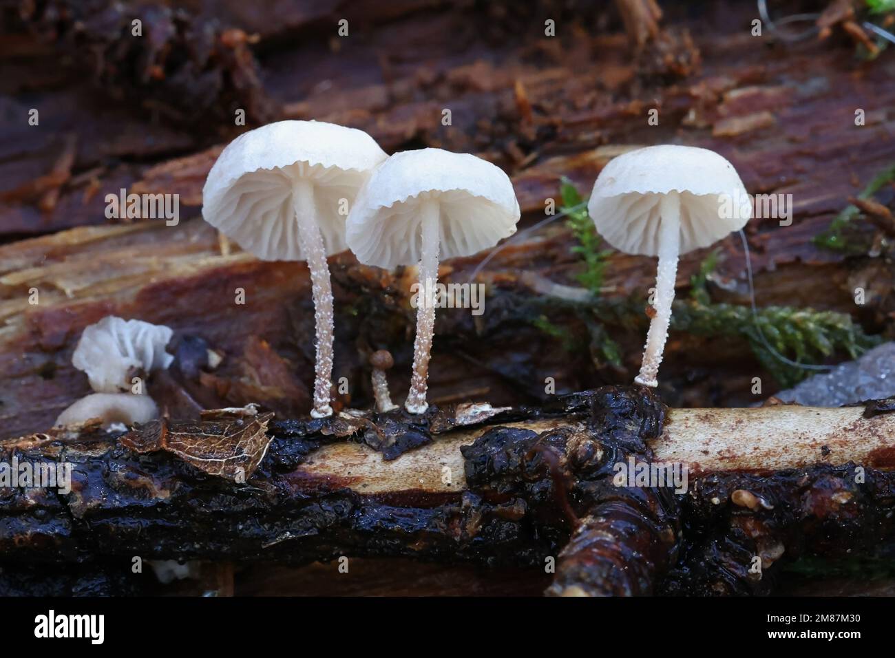 Marasmiellus ramealis, comunemente noto come Twig Parachute, fungo selvatico dalla Finlandia Foto Stock