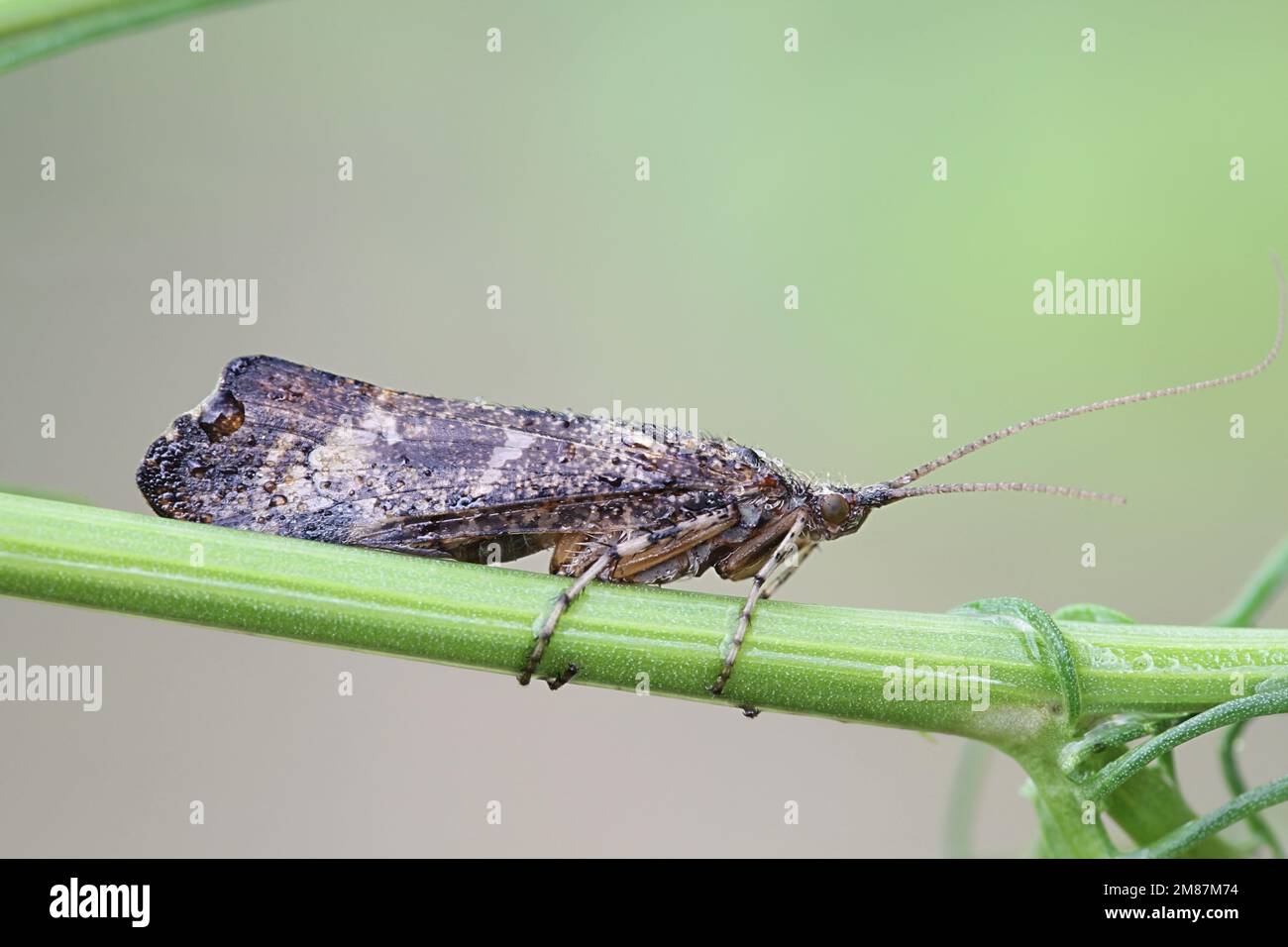 Caddisfly (Trichopter sp), chiamato anche sedge-fly o rail-fly Foto Stock