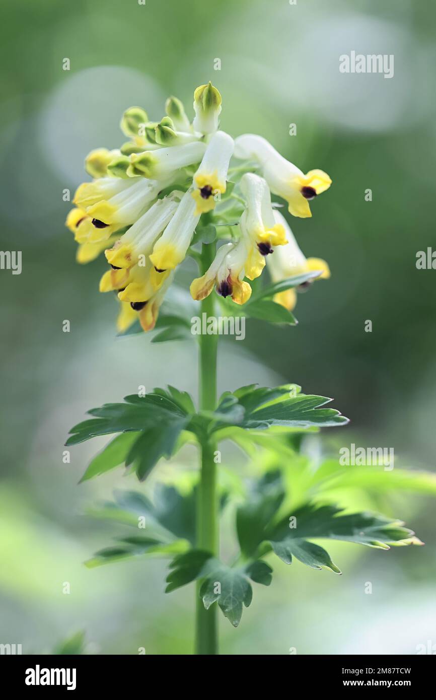 Erba di nascita a fiore nobile, chiamata anche corydalis Siberiana, Corydalis nobilis, fiore primaverile della Finlandia Foto Stock