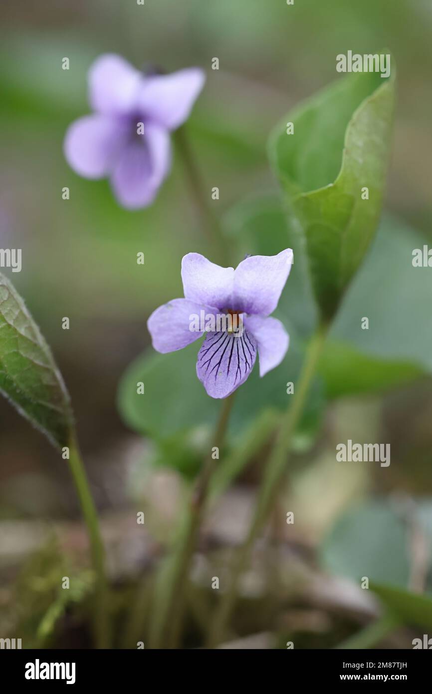 Viola epipsila, comunemente conosciuta come viola di palude nana o viola di palude settentrionale, fiore di primavera selvatico dalla Finlandia Foto Stock
