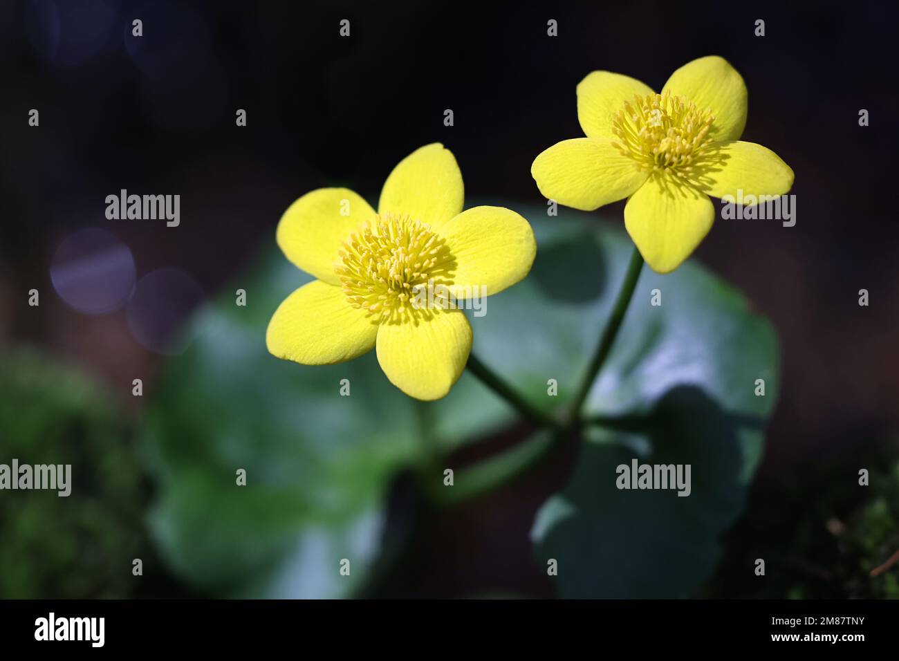 Caltha palustris, conosciuto come marignea, vongola o kingcup, pianta selvatica dalla Finlandia Foto Stock