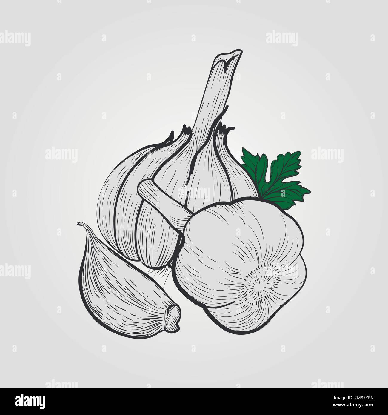Illustrazione vettoriale disegnata a mano - aglio con vettore fogliare. Fiore pianta con foglie Illustrazione Vettoriale