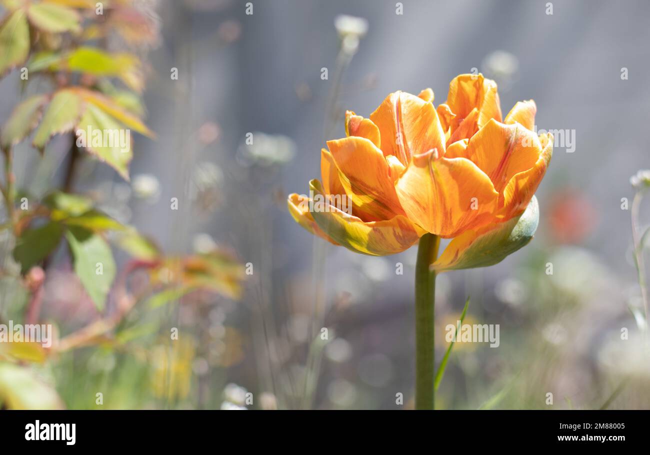 Tulip Cilesta, fiori primaverili in una giornata di sole. Tulipa, Liliaceae. Tulipani in spugna rosso-giallo Doppia fioritura precoce in giardino. Messa a fuoco selettiva di uno Foto Stock
