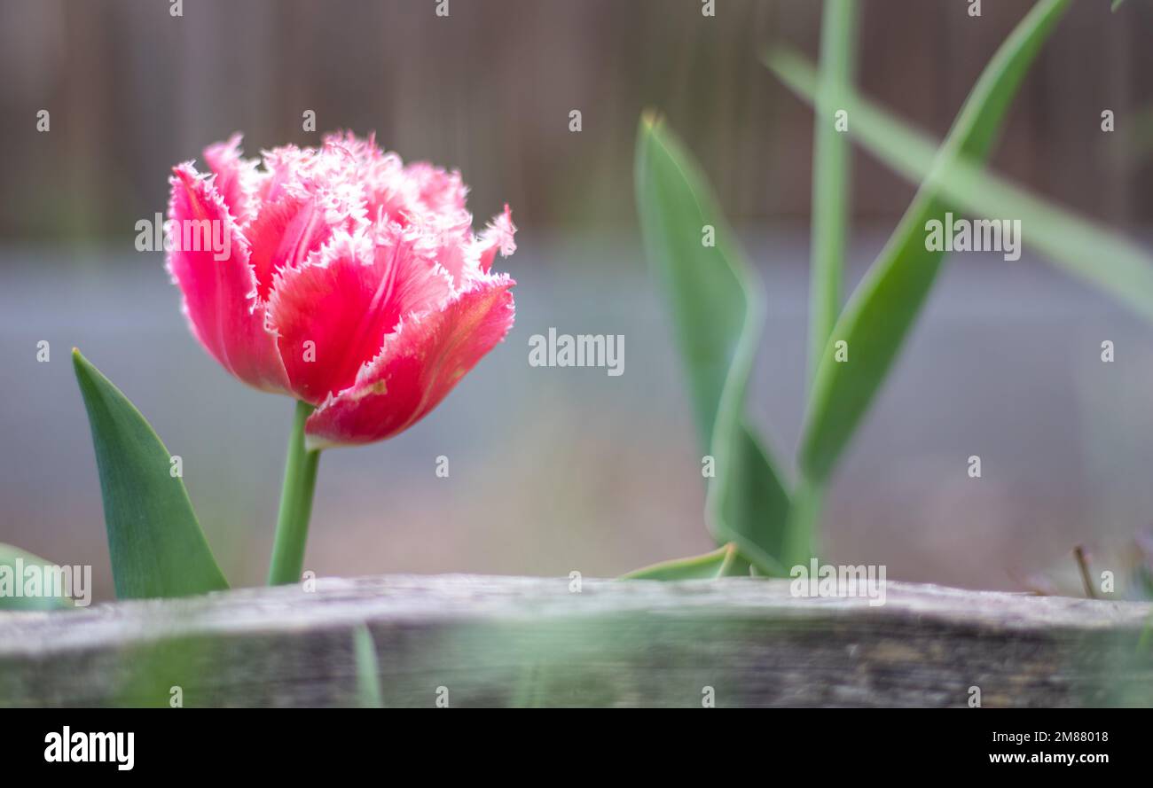 Una frangia fresca di cruscia di crusche di tulipano. Brest tulipano in fiore, tipo frangiato. Fuoco selettivo di un tulipano rosa o lilla in un giardino con foglie verdi Foto Stock
