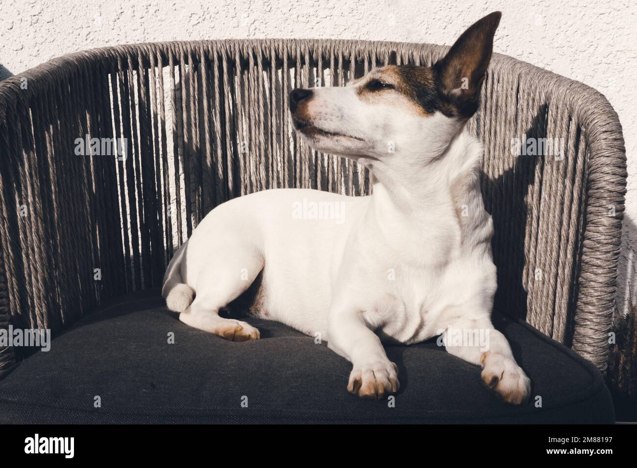 Jack Russell Terrier cane rilassante alla luce del sole Foto Stock