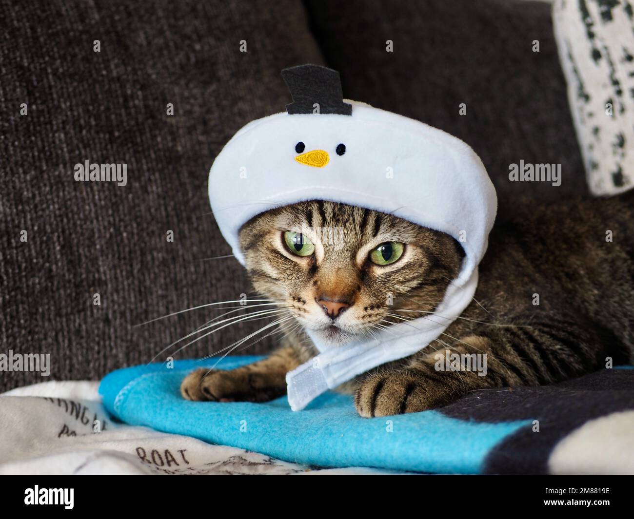 Morphy il tabby in costume di pupazzo di neve di Natale Foto Stock