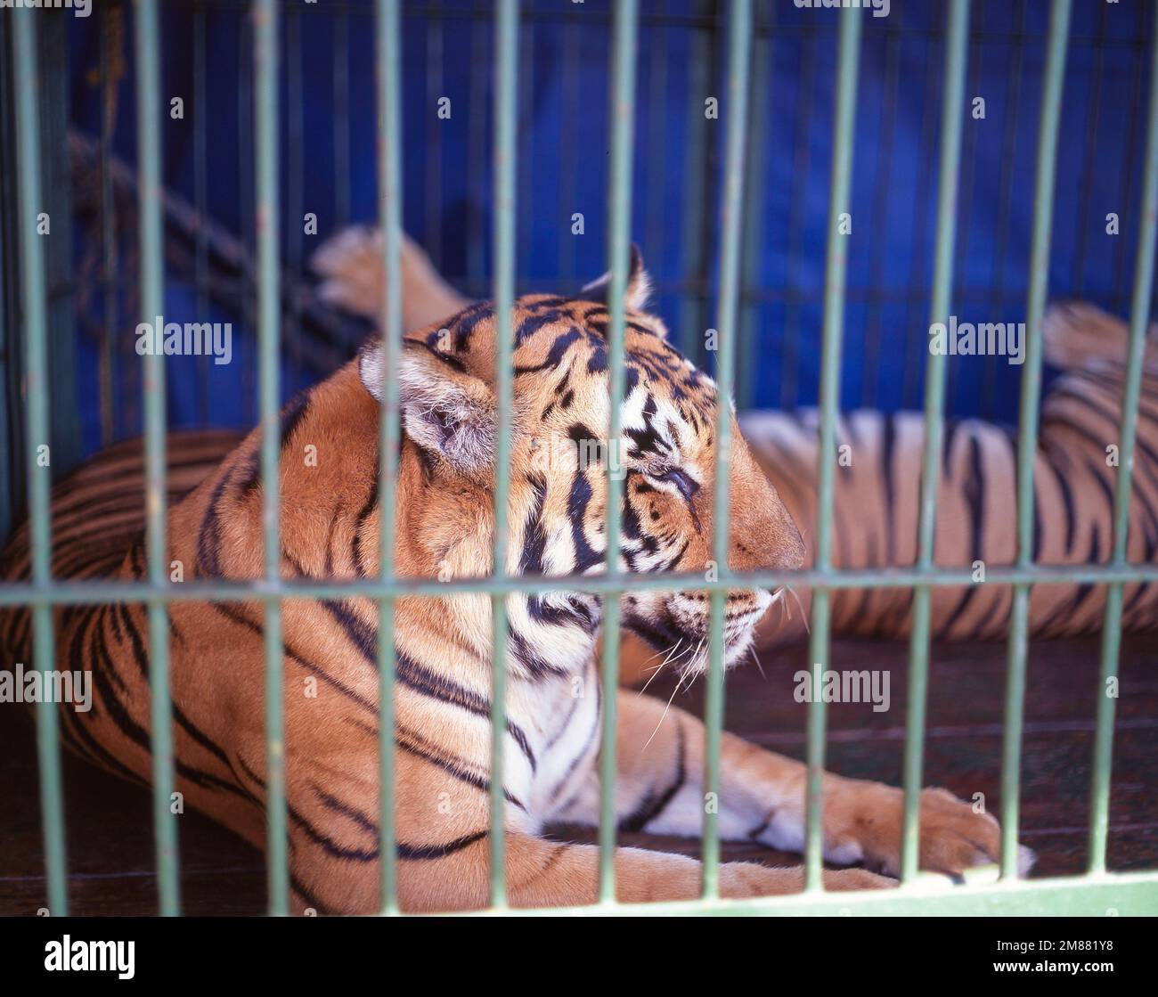 Leoni circensi in gabbia, Colombo, Provincia Meridionale, Sri Lanka Foto Stock