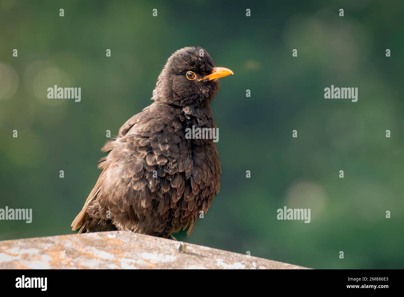 Un uccello nero puffed in su e appollaiato sulla parete del giardino Foto Stock