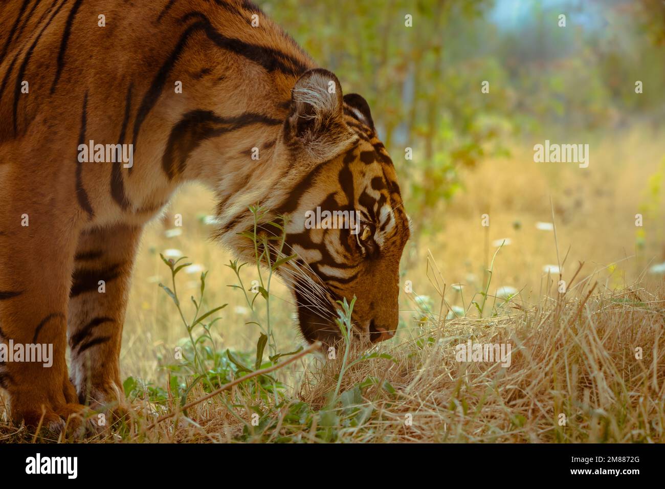 Una tigre di sumatran in piedi con la faccia in giù sul terreno Foto Stock