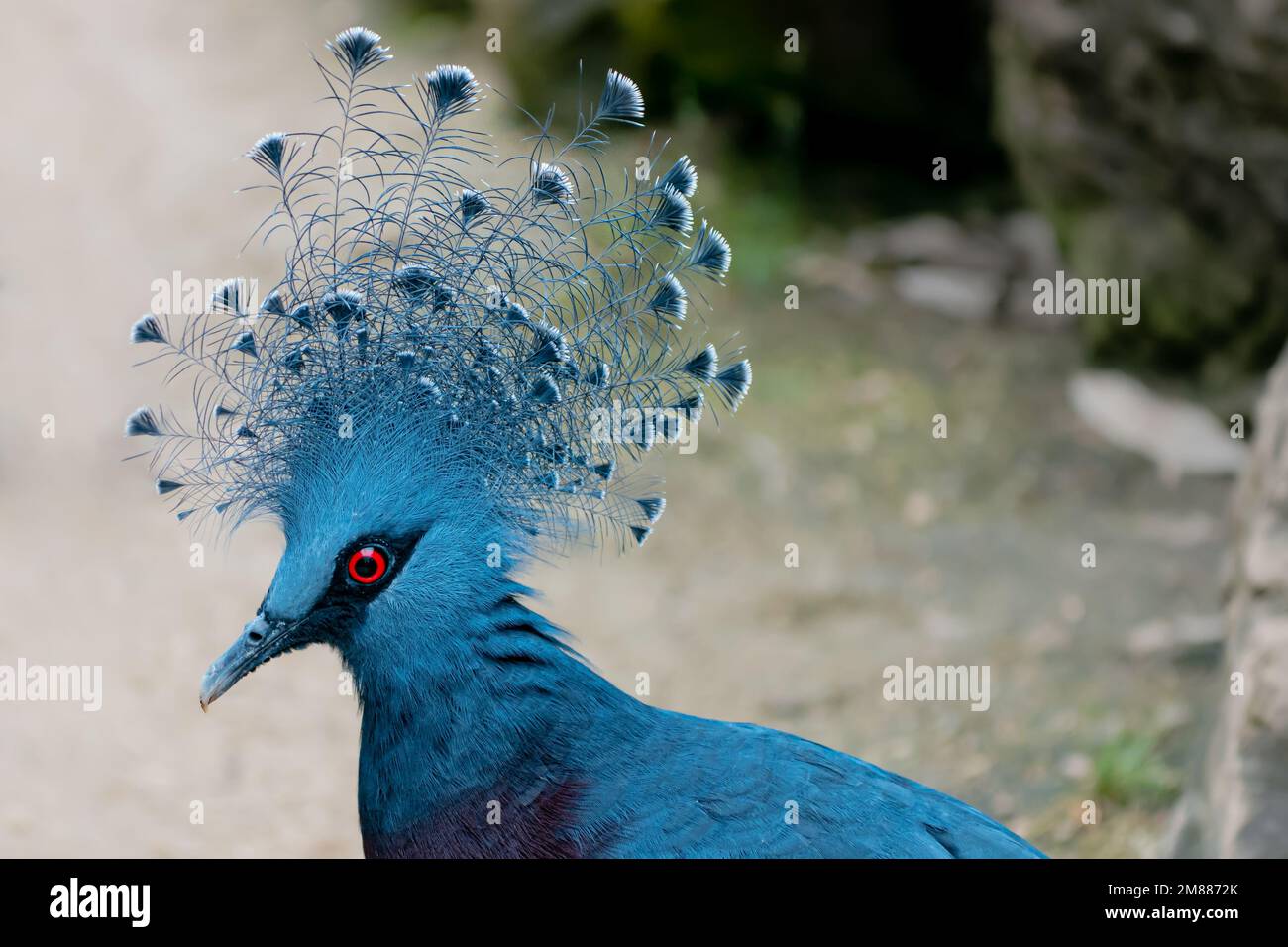 Primo piano della cresta di pizzo blu di un piccione Victoria coronato con occhi rossi iris Foto Stock