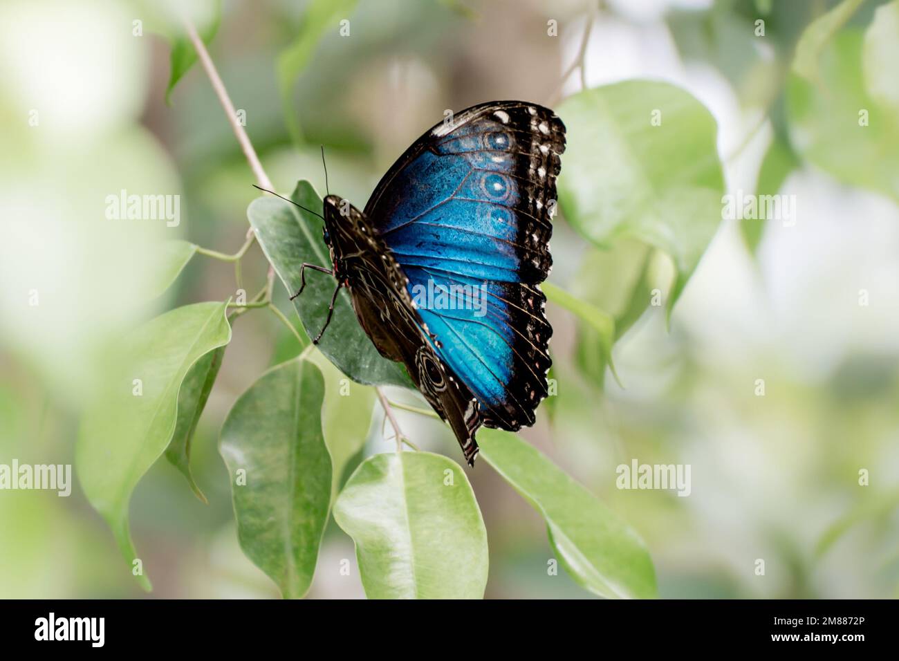 Una farfalla morfo peleides blu, con le ali aperte per metà che mostrano il dorso blu vivo Foto Stock