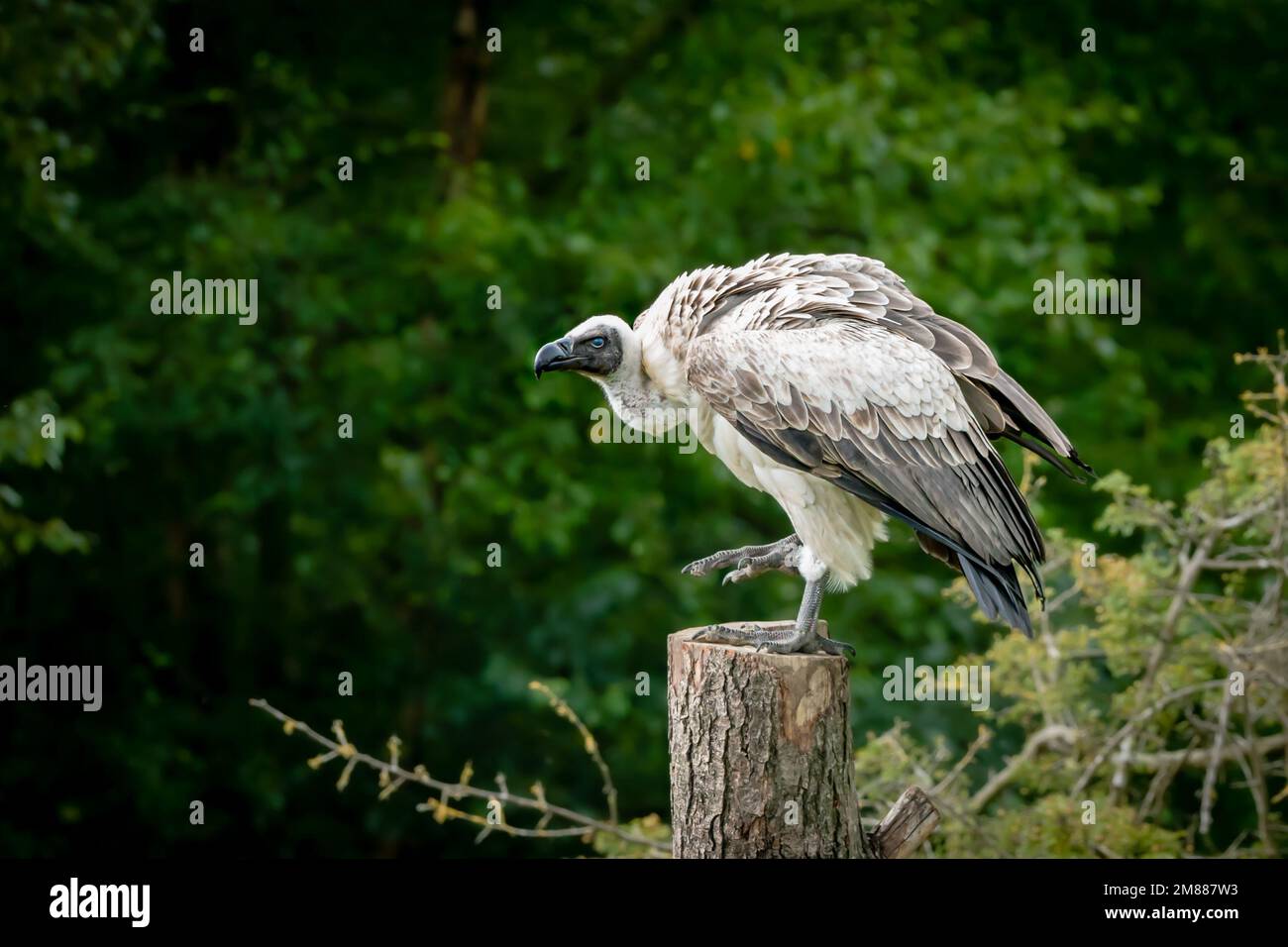 Un avvoltoio bianco arroccato su un tronco d'albero che mostra una membrana nictitante nell'occhio Foto Stock