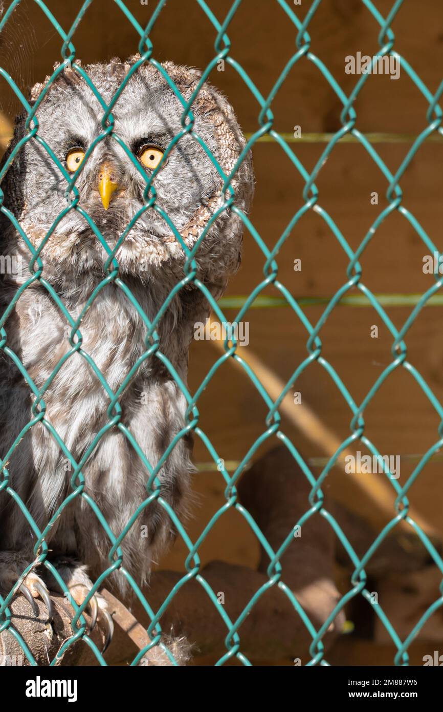 Un grande gufo grigio che guarda fuori attraverso la gabbia in rete metallica in uno zoo o un centro faunistico Foto Stock