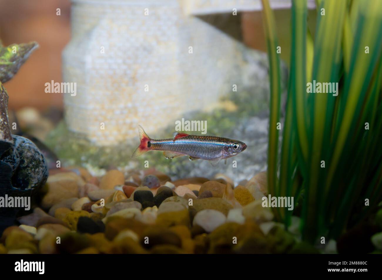 Una montagna nuvola bianca minnow in un acquario serbatoio di pesci Foto Stock