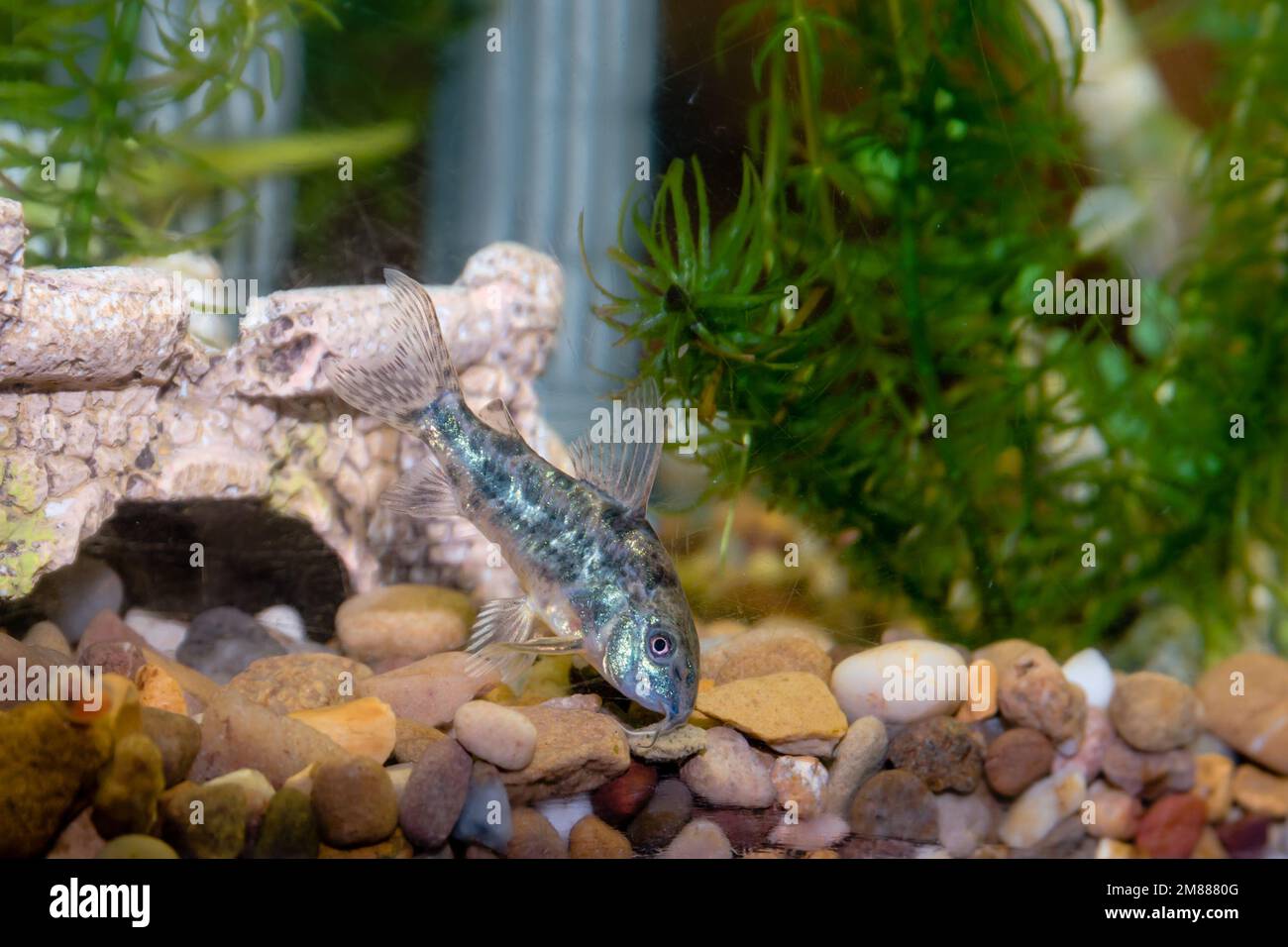 Pesci gatto dell'animale domestico di Corydoras nella vasca dei pesci dell'acquario Foto Stock