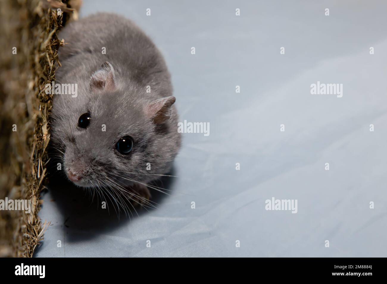 Criceto nana grigio che si nasconde accanto al giocattolo di fieno con spazio bianco Foto Stock