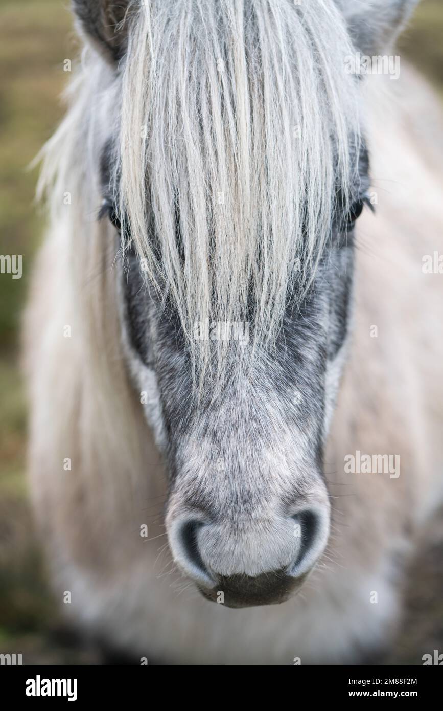 Ponies in un campo in Irlanda Foto Stock