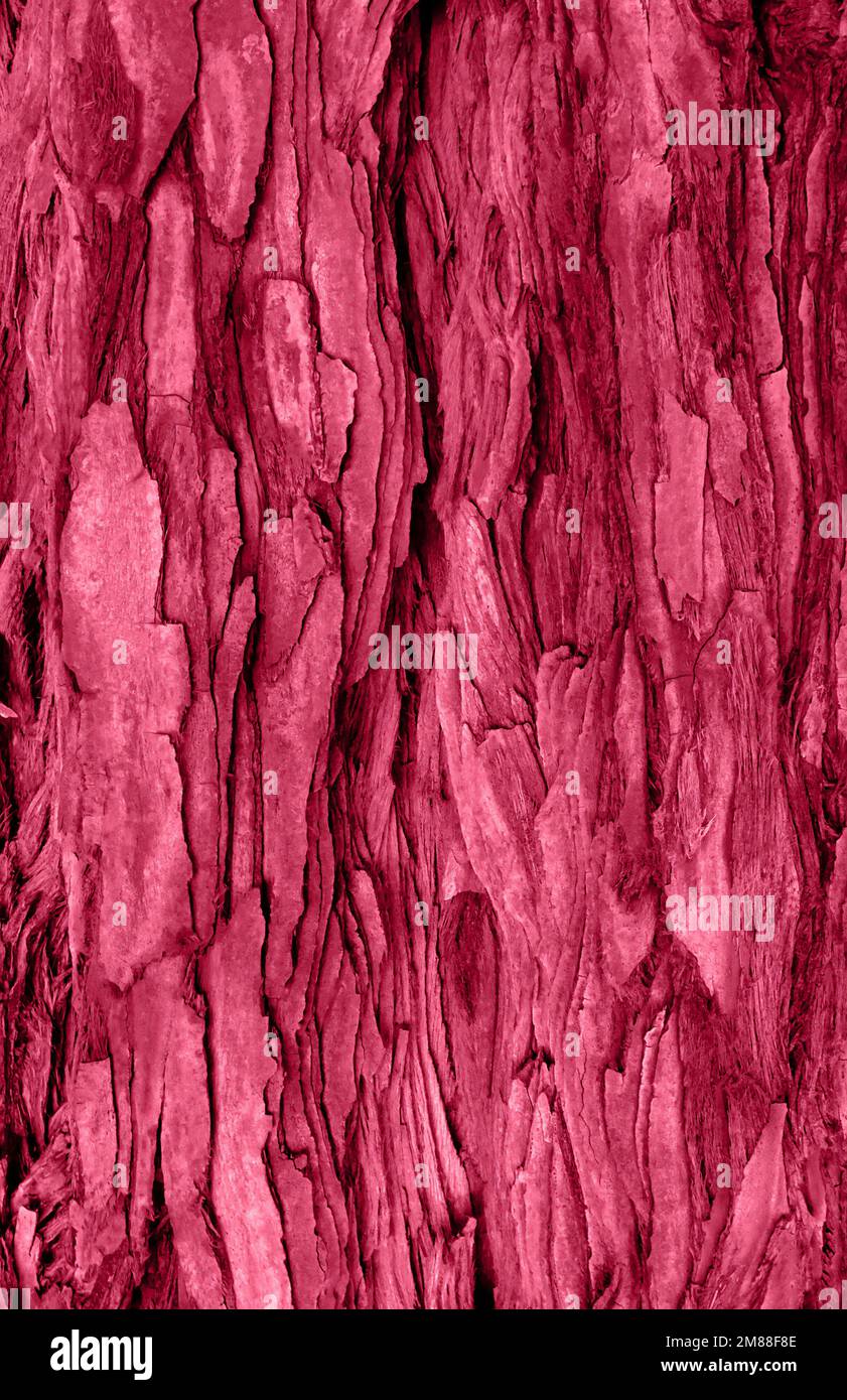 Fondo corteccia di sequoia astratto tonico nel colore magenta trendy dell'anno 2023. Sfondo naturale per il tuo design. Spazio di copia. Foto Stock