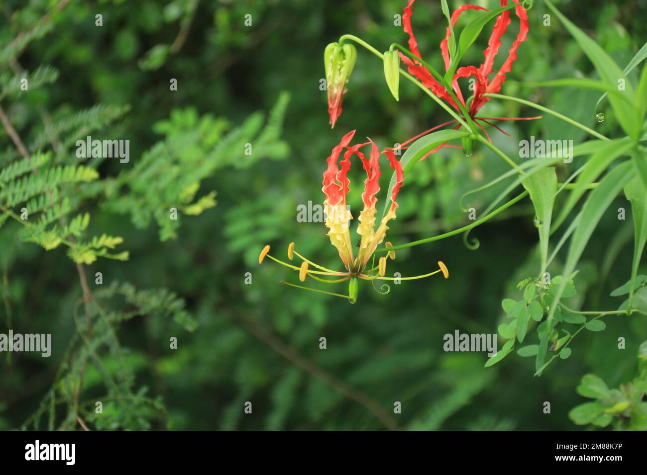 Fiori nel mio giardino domestico, Sri Lanka Foto Stock
