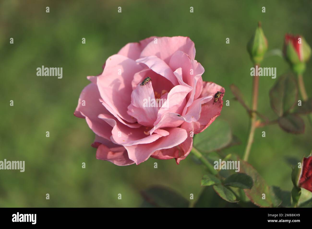 Rosa fiore all'aperto macro shot Foto Stock