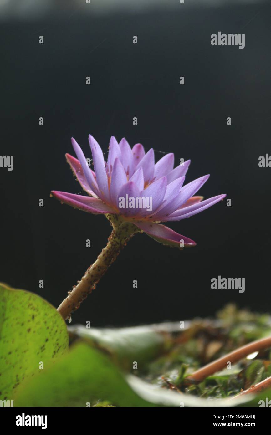 Fiori nel mio giardino domestico, Sri Lanka Foto Stock