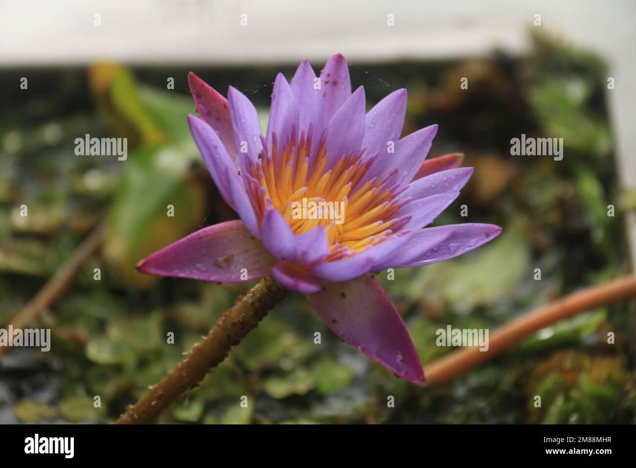 Fiori nel mio giardino domestico, Sri Lanka Foto Stock