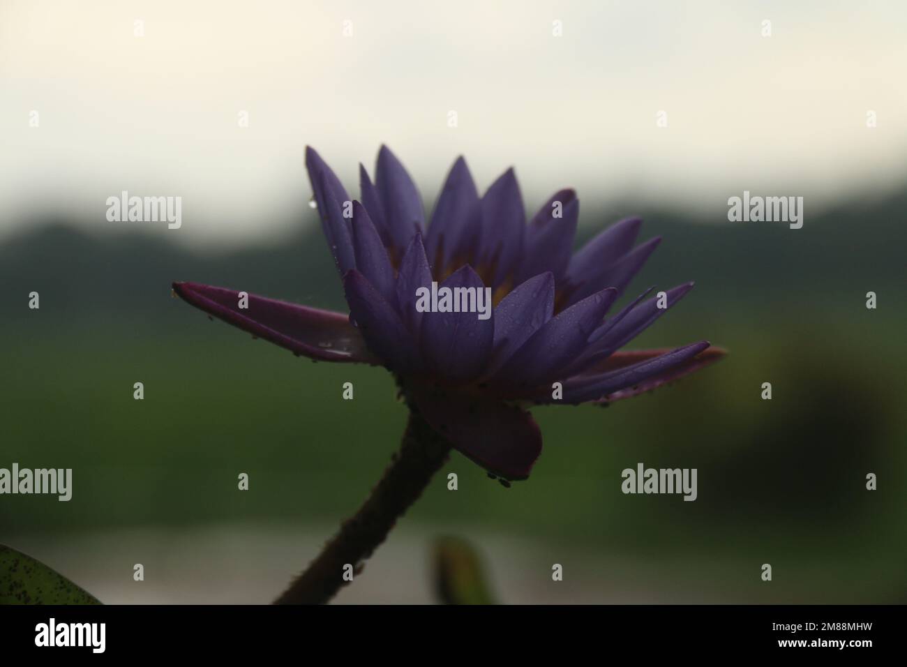 Fiori nel mio giardino domestico, Sri Lanka Foto Stock